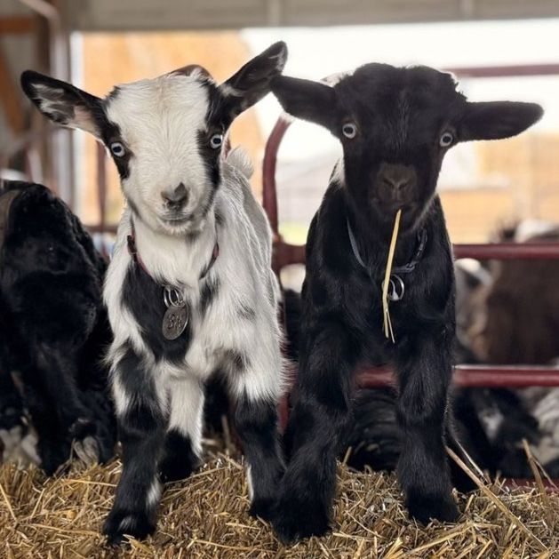 Mini Silky Fainting Goats - doelings and bucklings