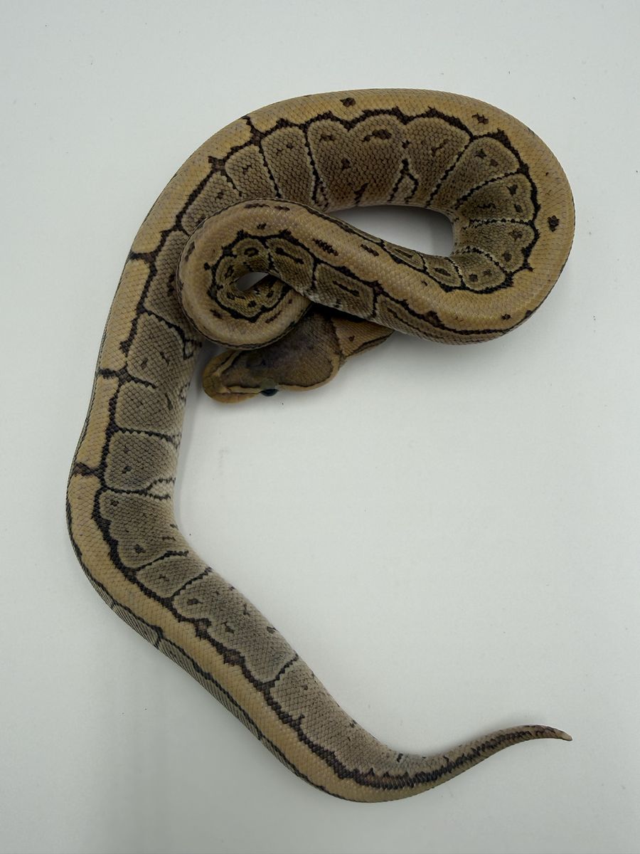 Main image 2