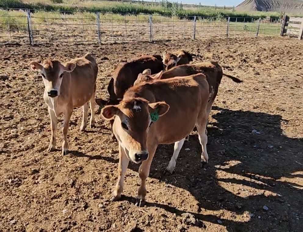 Jersey steers