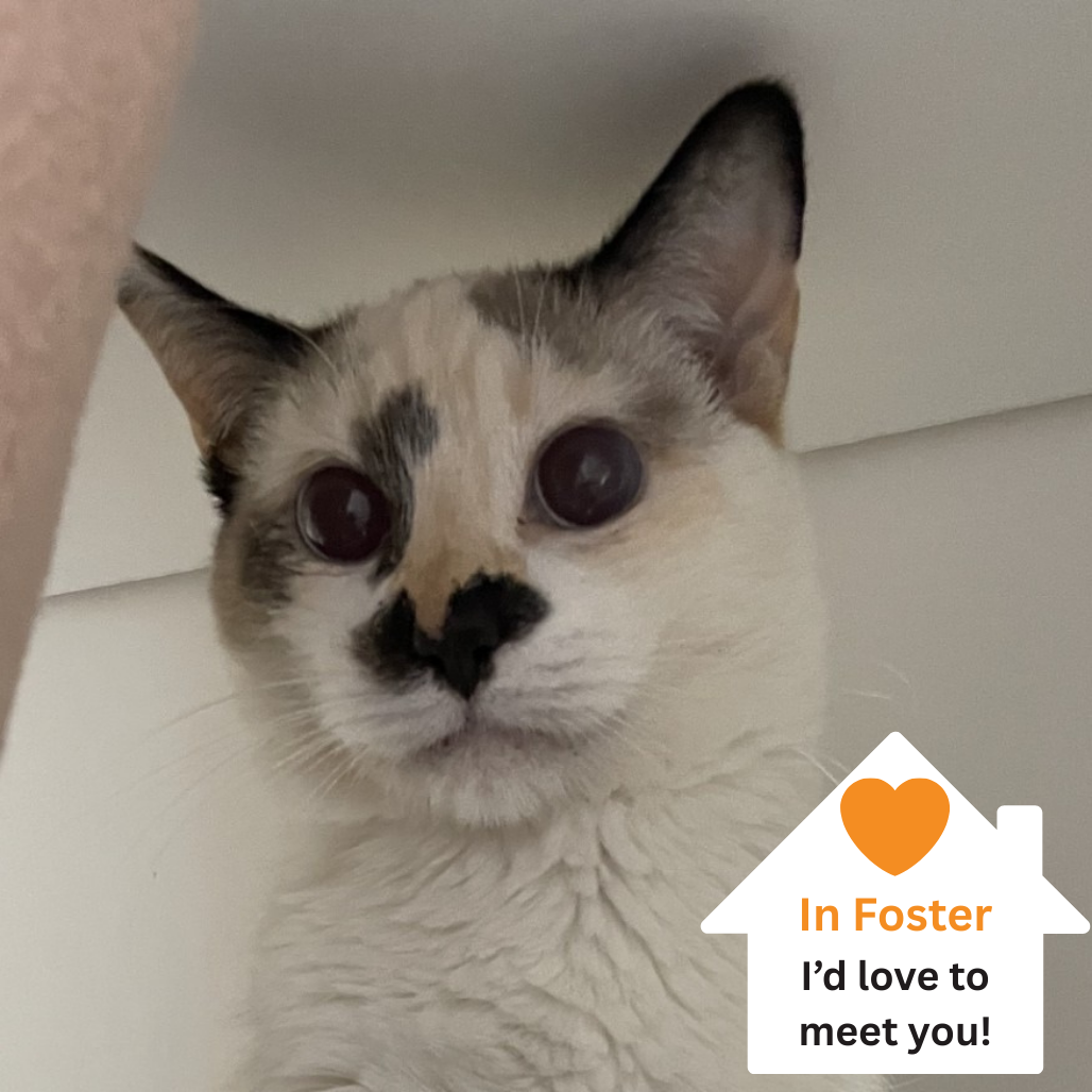 Hello my name is Cookie