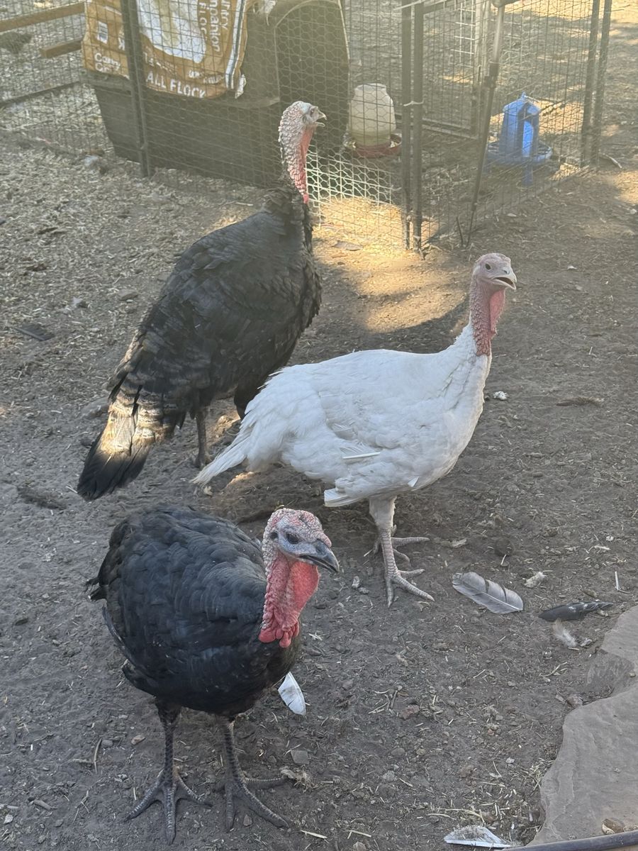 Young Toms and Hens