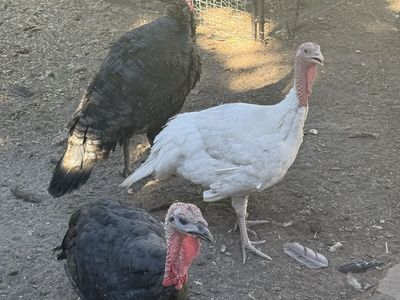 Young Toms and Hens