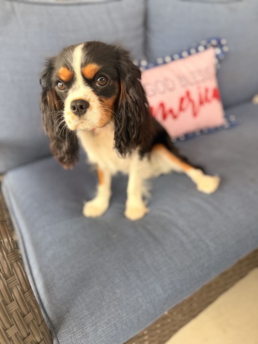 Female King Charles Cavalier