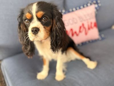 Female King Charles Cavalier