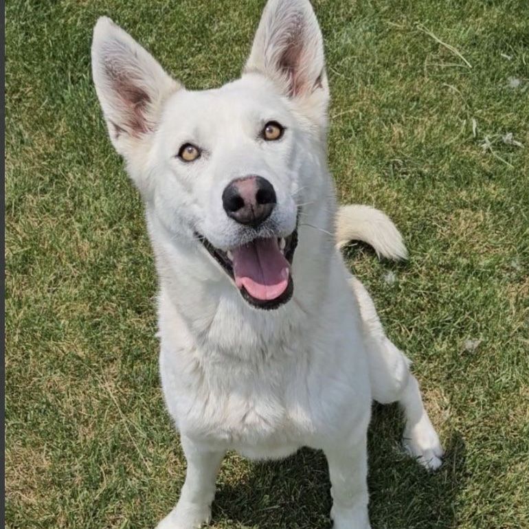 Beautiful White German Shepherd/Husky Mix - Ready for a Loving Home!
