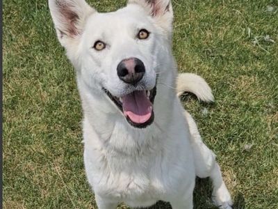 Beautiful White German Shepherd/Husky Mix - Ready for a Loving Home!