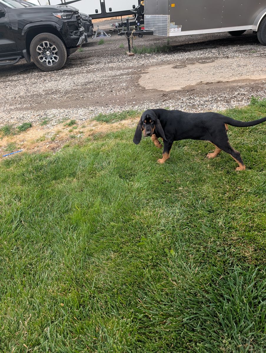 Bloodhound puppy