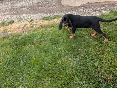 Bloodhound puppy