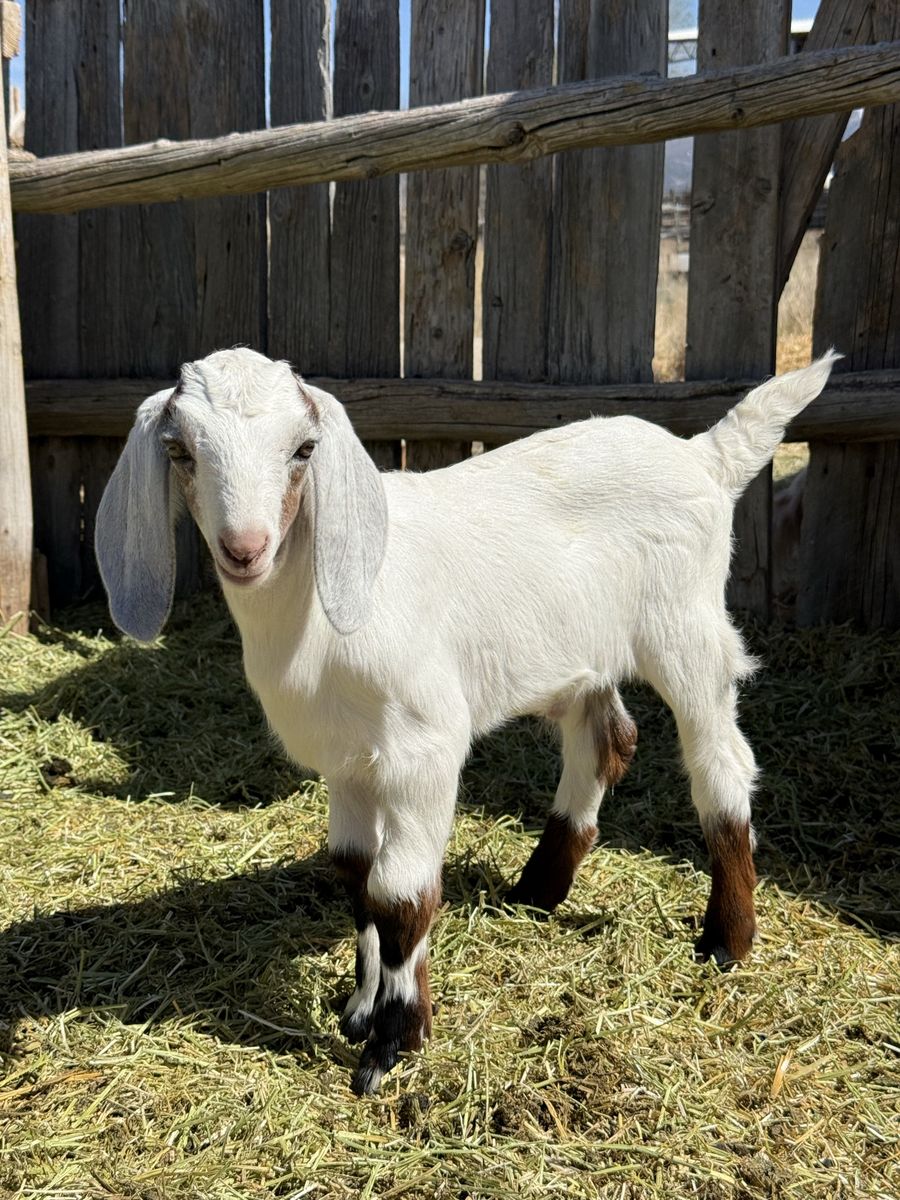 Doelings, bucklings and wethers