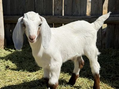 Doelings, bucklings and wethers