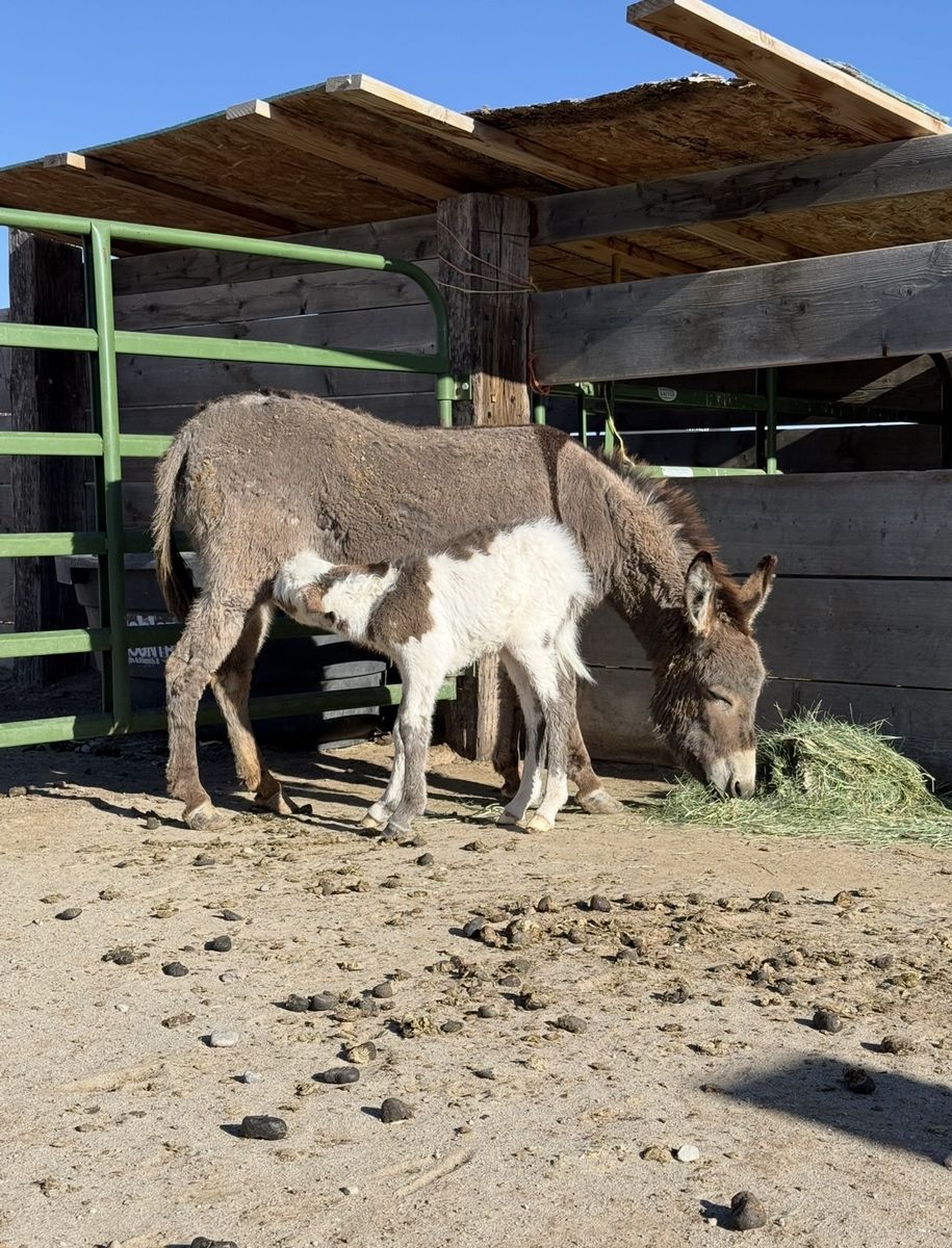 Mini Donkey Jack