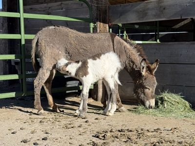 Mini Donkey Jack