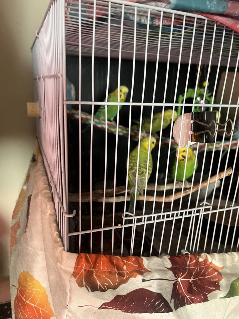 Bird Cage