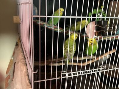 Bird Cage