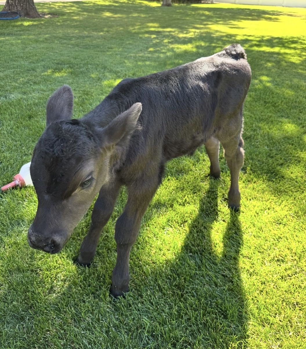 Angus Calf