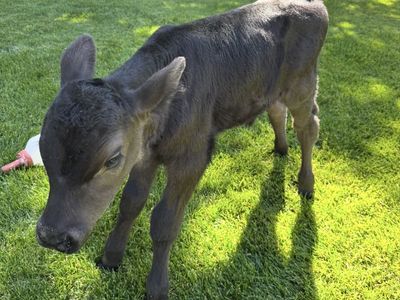 Angus Calf
