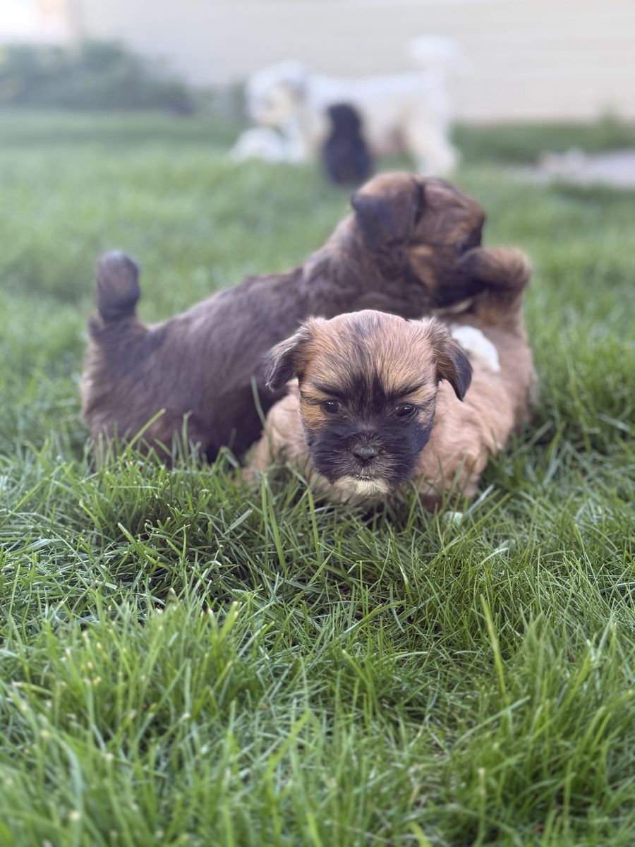 Shiz tsu maltiz, Puppies