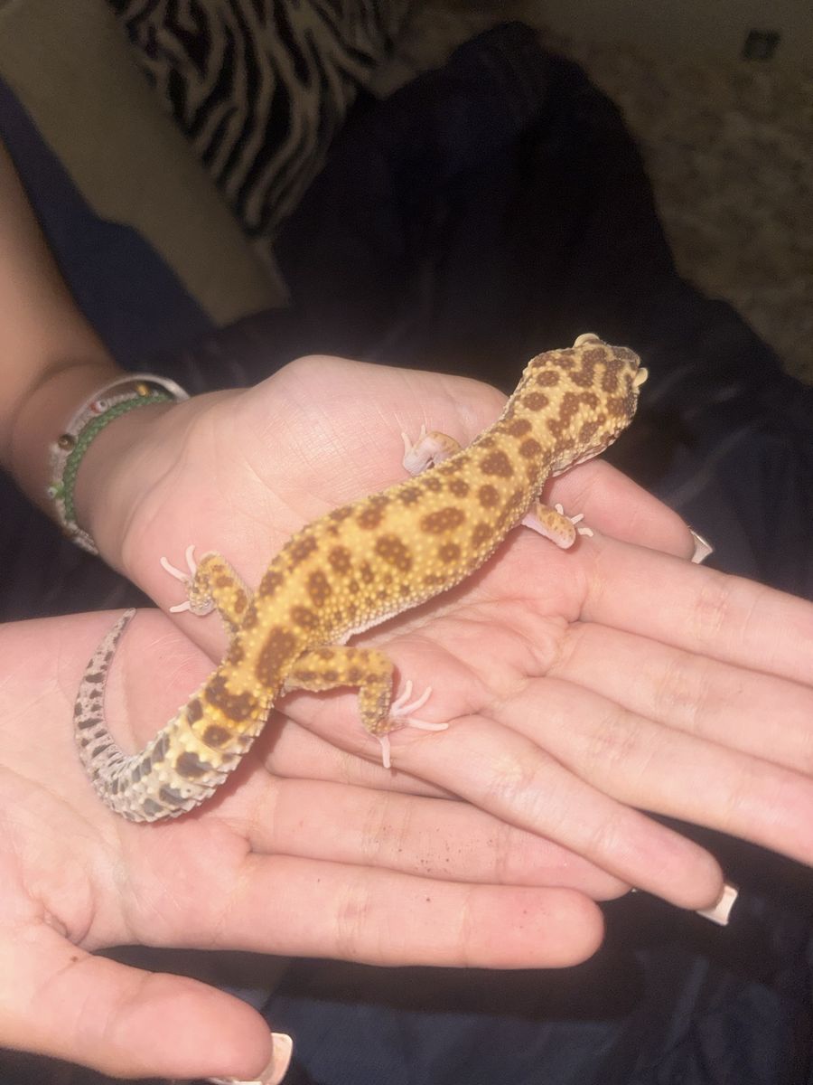 Leopard Gecko with Full Tank Setup - Healthy, Active & Ready for New Home