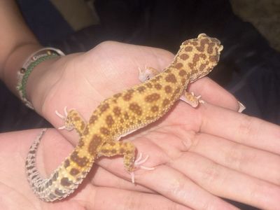 Leopard Gecko with Full Tank Setup - Healthy, Active & Ready for New Home