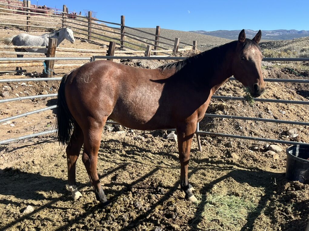 Coming Two Year-Old Stud, Colt