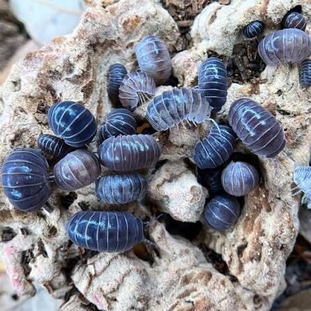 Spain hissing isopods (Armadillo officinalis)