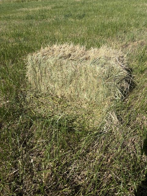 Premium grass hay, in the field, only 30 bales left $7.00 each