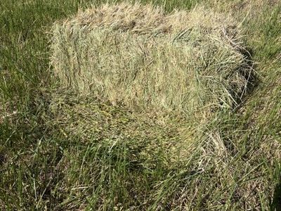 Premium grass hay, in the field, only 30 bales left $7.00 each