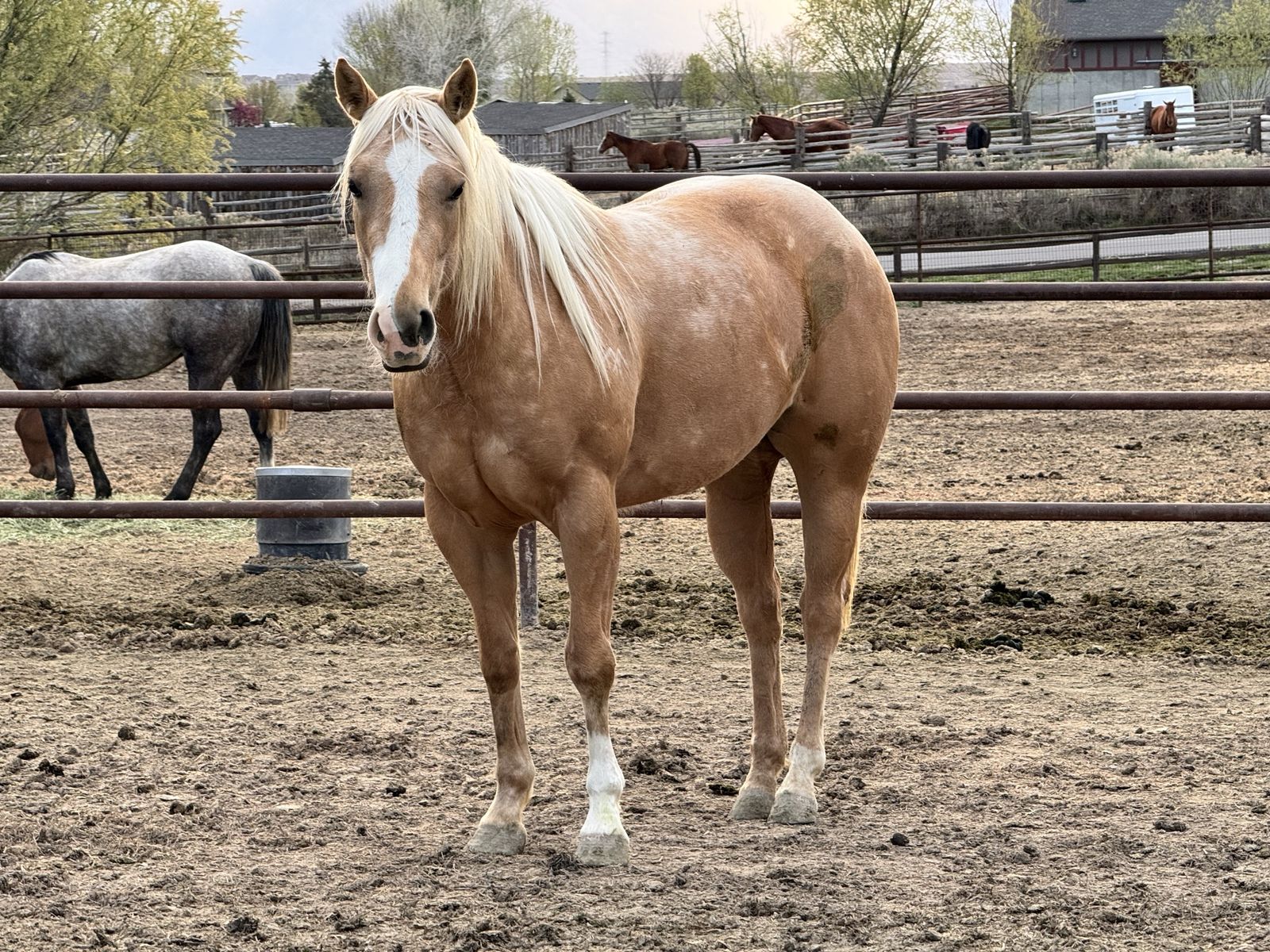 2023 Monsterr Filly Started on the Pattern