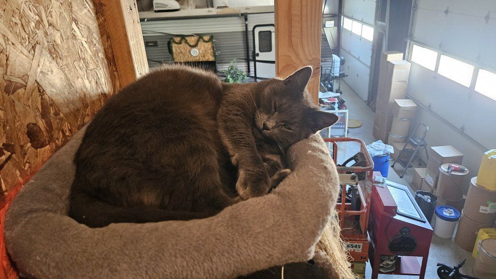 Spooky needs a home