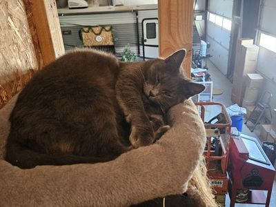 Spooky needs a home
