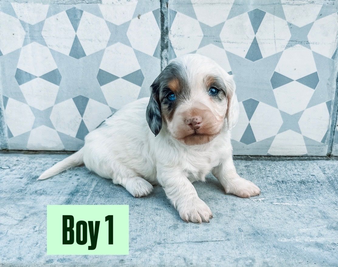 Miniature Dachshund Puppies