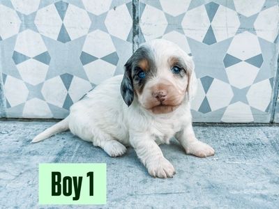 Miniature Dachshund Puppies