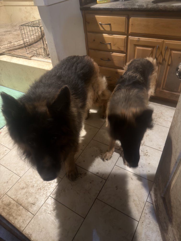 German Shepherd Male FREE