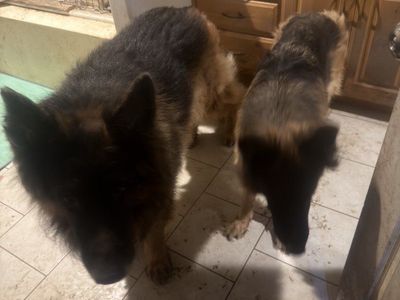 German Shepherd Male FREE