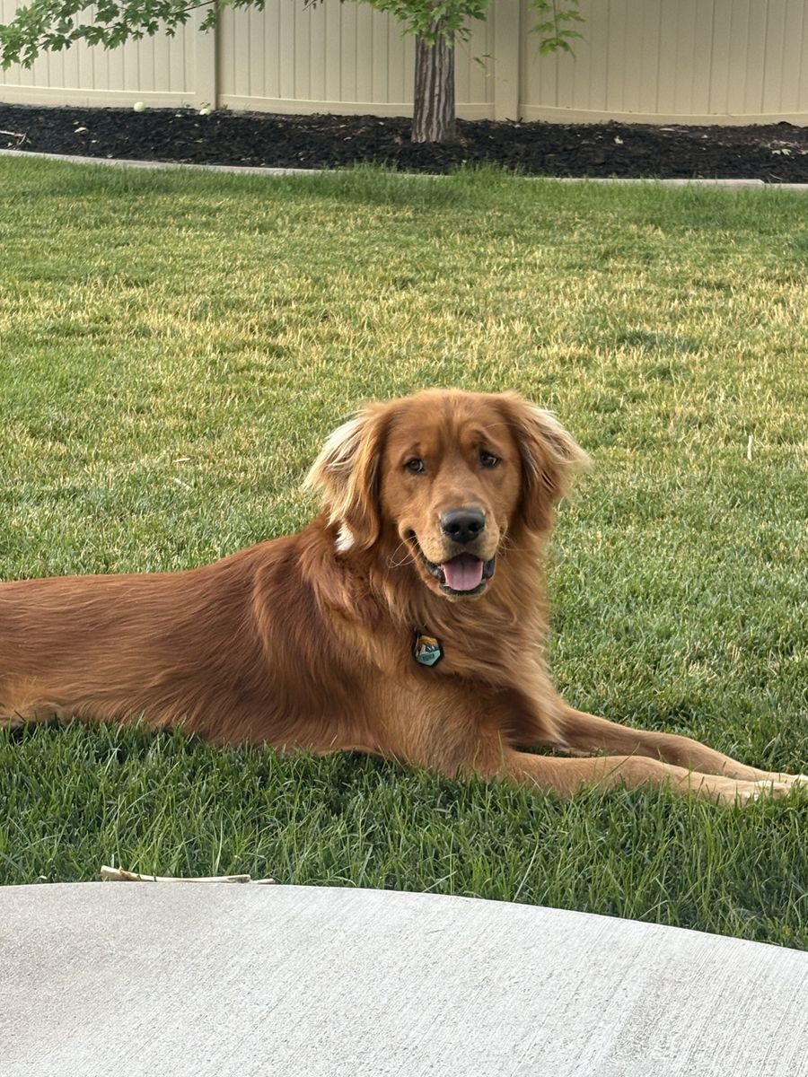 Golden Retriever Stud