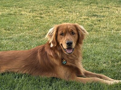 Golden Retriever Stud