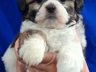 Shih Tzu puppies Female & Male purebred