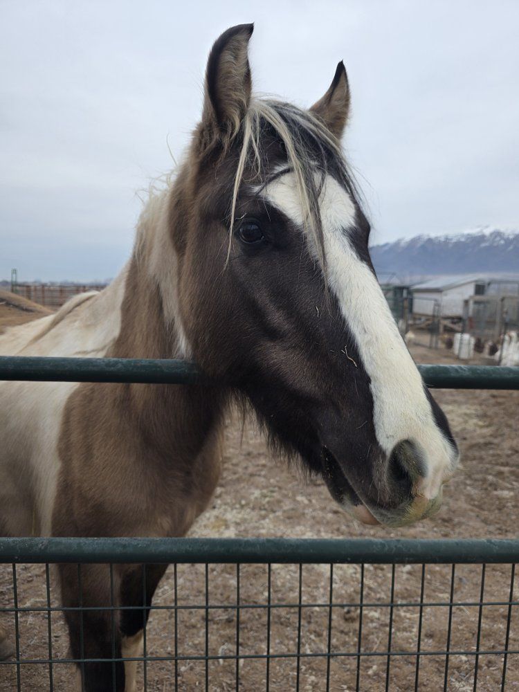 gypsy vanner/mustang cross