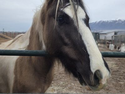 gypsy vanner/mustang cross