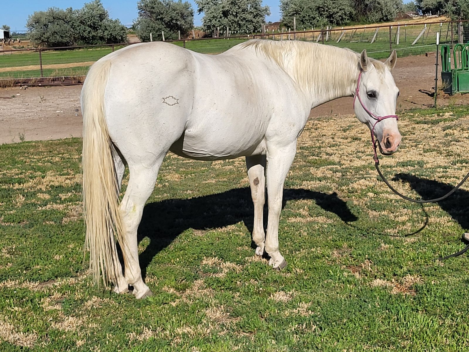 AQHA mare