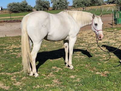 AQHA mare