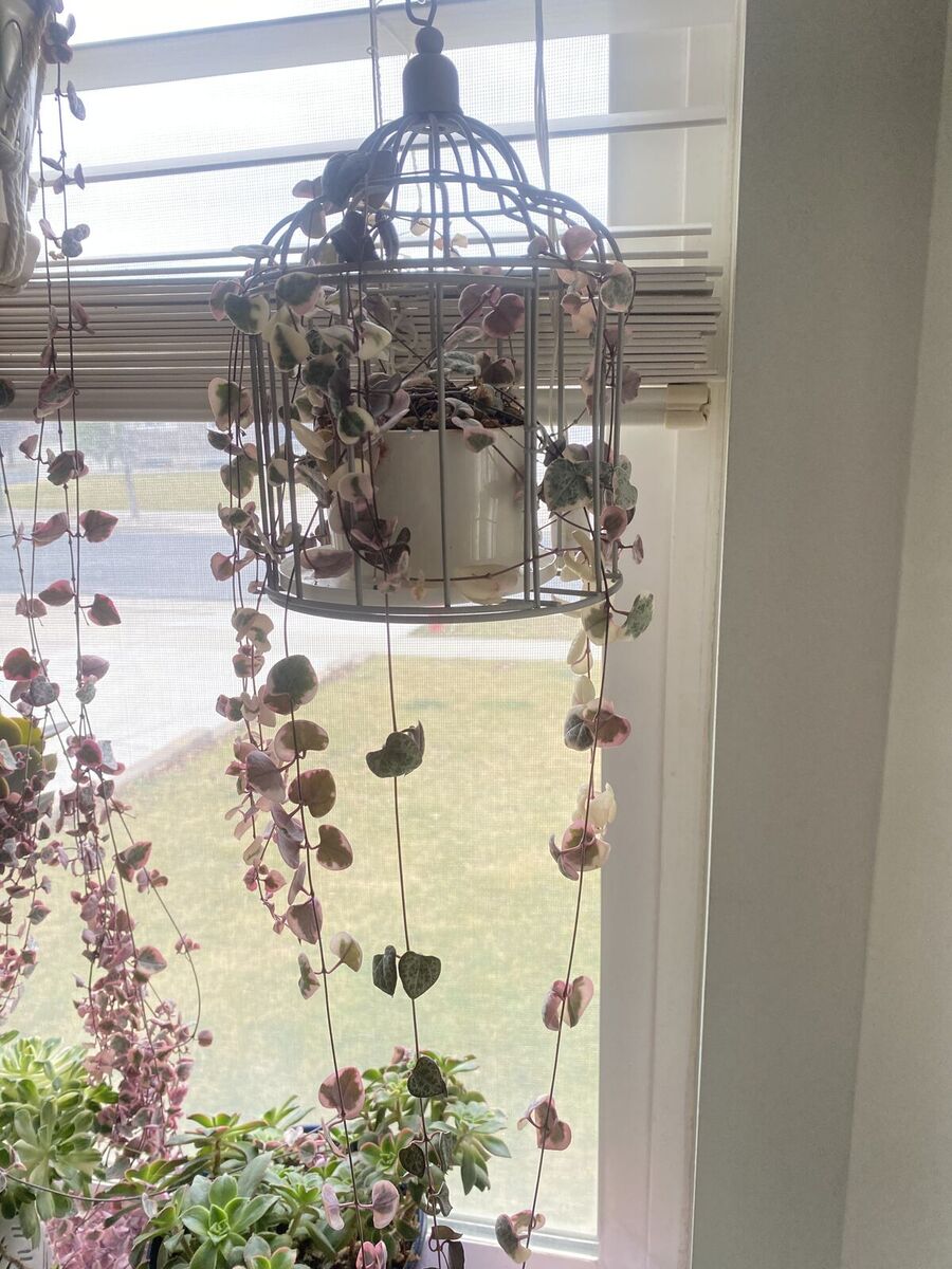 HTF variegated string of heart in bird cage