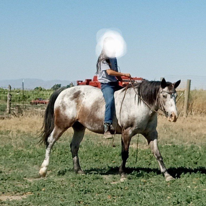 ISO Gentle Broke Horse