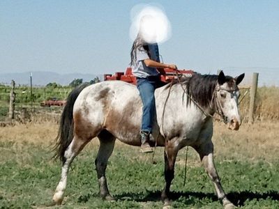 ISO Gentle Broke Horse