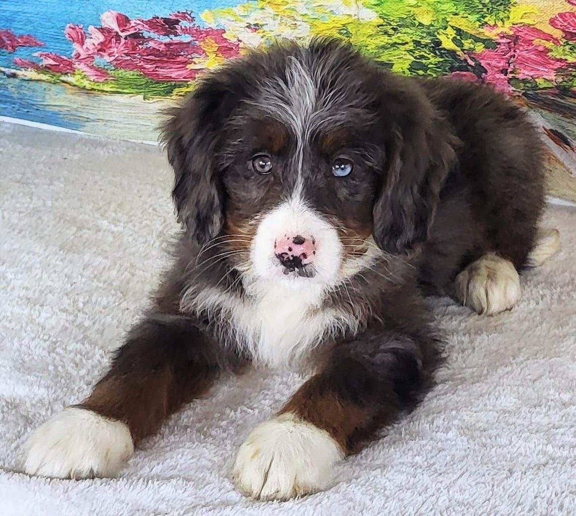Mini Bernedoodle Girl Vania – $2500