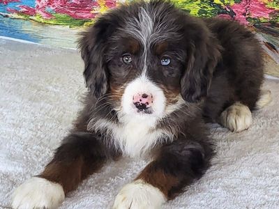 Mini Bernedoodle Girl Vania – $2500