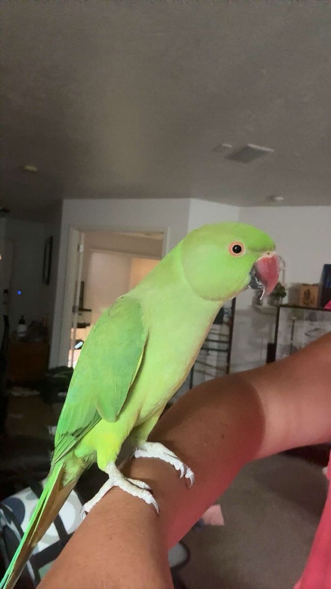 Hand tame Indian ringneck