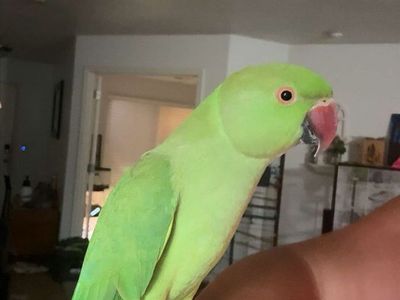 Hand tame Indian ringneck