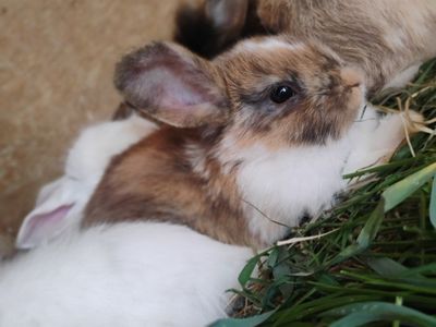baby bunnies obo tons of boys to good homes!