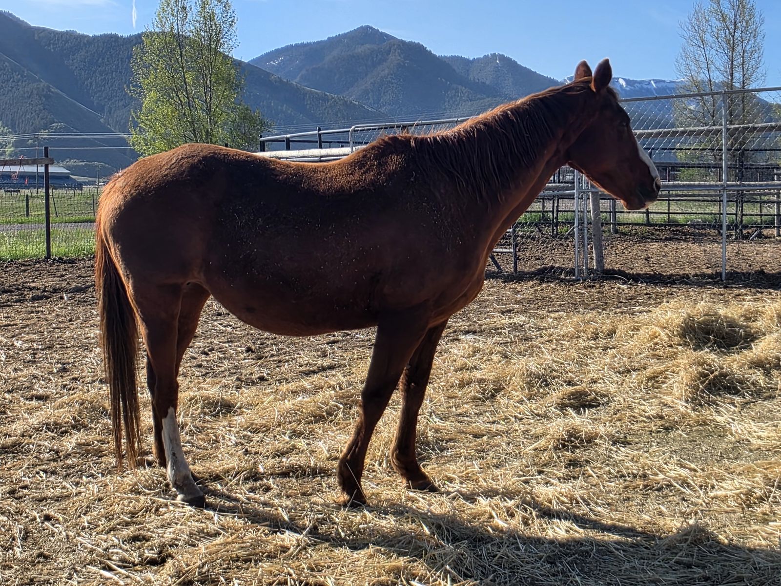 5 year old mare